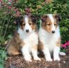 Puppies for sale Slovenia, Ljubljana Sheltie (Shetland Sheepdog)