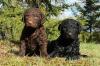 Puppies for sale Greece, Athens Curly-Coated Retriever