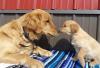 Puppies for sale Italy, Naples Golden Retriever