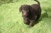 Puppies for sale Ireland, Cork Curly-Coated Retriever