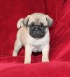 Puppies for sale Netherlands, Amsterdam Pug