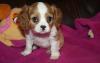 Puppies for sale Lithuania, Plunge King Charles Spaniel