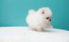 Puppies for sale United Kingdom, Darlington Pomeranian Spitz