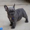 Puppies for sale Bulgaria, Sofia , French Bulldog Puppies