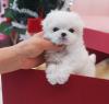 Puppies for sale Slovakia, Czech-budievitsy , Maltese Puppies