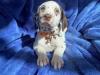 Puppies for sale Greece, Athens Dalmatian