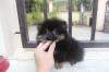 Puppies for sale Germany, Karlstadt Pomeranian Spitz