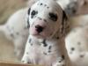 Puppies for sale Poland, Warsaw Dalmatian