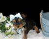 Puppies for sale Spain, Navarra Yorkshire Terrier