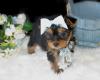 Puppies for sale Spain, Santa Cruz de Tenerife Yorkshire Terrier