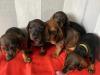 Puppies for sale Cyprus, Paphos Dachshund