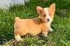 Puppies for sale Poland, Warsaw Other breed, Pembroke Welsh Corgi Puppies
