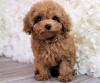 Puppies for sale Cyprus, Limassol Poodle