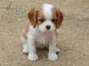Puppies for sale Spain, Lerida King Charles Spaniel