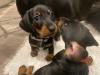 Puppies for sale Netherlands, Enschede Dachshund