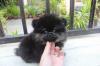 Puppies for sale Austria, Graz Pomeranian Spitz