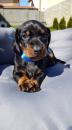 Puppies for sale Spain, Valencia Dachshund