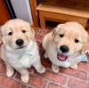 Puppies for sale France, Ren Golden Retriever