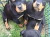 Puppies for sale Turkmenistan, Ashgabat Rottweiler