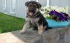 Puppies for sale Ireland, Dublin German Shepherd Dog