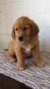 Puppies for sale Moldova, Chisinau Golden Retriever