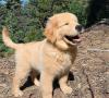 Puppies for sale Lithuania, Ionava Golden Retriever