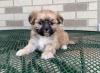 Puppies for sale Denmark, Aarhus Lhasa Apso