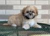Puppies for sale Finland, Helsinki Lhasa Apso