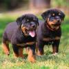 Puppies for sale Germany, Berlin Rottweiler