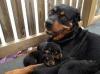 Puppies for sale Greece, Athens Rottweiler