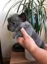 Puppies for sale Austria, Vienna French Bulldog