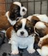 Puppies for sale Ireland, Dublin Shih Tzu