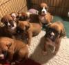 Puppies for sale Ireland, rathcoole Boxer