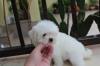 Puppies for sale Cyprus, Limassol Maltese