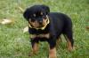 Puppies for sale Denmark, Kopenagen Rottweiler