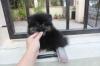 Puppies for sale Spain, Gijon Pomeranian Spitz