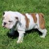 Puppies for sale Finland, Tampere English Bulldog