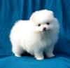 Puppies for sale Slovakia, Presov , Pomeranian
