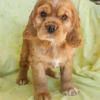 Puppies for sale Slovakia, Gottwald Cocker Spaniel