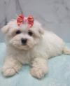 Puppies for sale Ireland, BELFAST Maltese