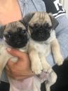 Puppies for sale Greece, Thessaloniki Pug