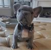 Puppies for sale Spain, , madrid French Bulldog