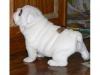 Buy a dog Austria, Linz English Bulldog