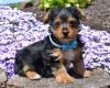 Puppies for sale Moldova, Chisinau Yorkshire Terrier