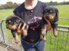 Puppies for sale Spain, Barcelona Rottweiler