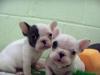 Puppies for sale Austria, Linz French Bulldog