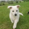Puppies for sale Lithuania, Utena German Shepherd Dog