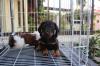 Puppies for sale Greece, Athens Dachshund