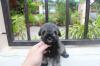 Puppies for sale Cyprus, Larnaca , mini schnauzer