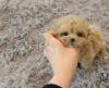 Puppies for sale Russia, Astrakhan Other breed, Maltipoo 